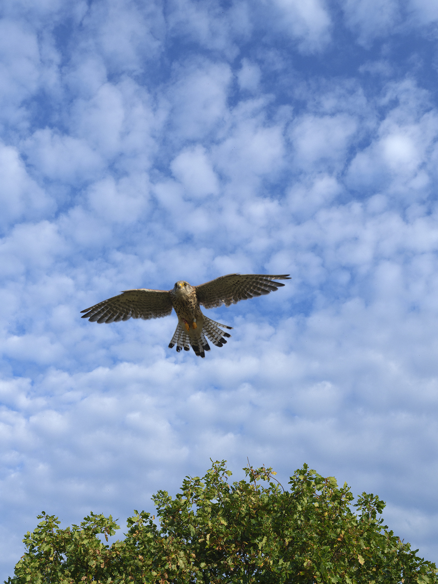 Auf dem Flug ...
